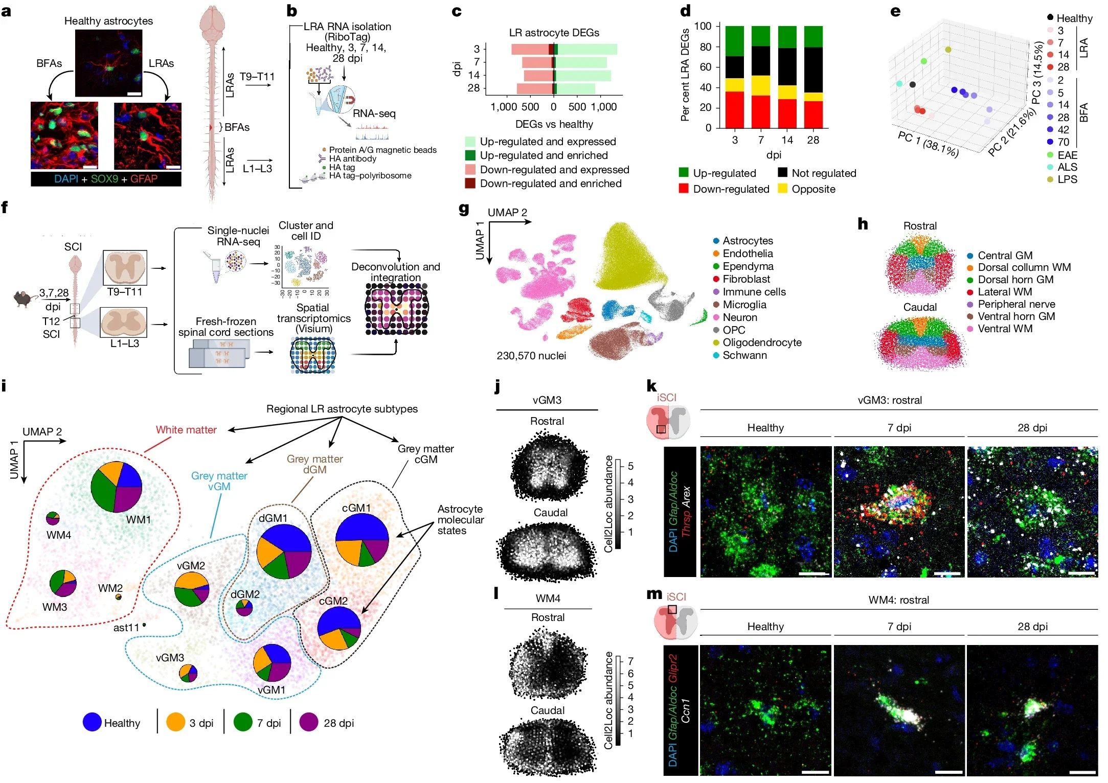 Spatiotemporal molecular decoding of SCI LRAs.