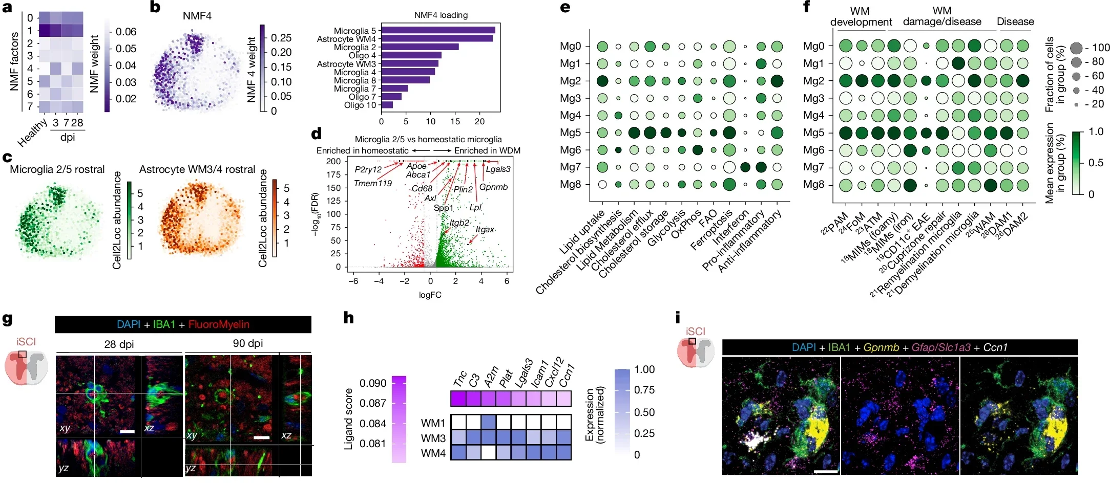 White matter astrocyte CCN1 restricts the spatiotemporal dynamics of microglia-mediated white matter inflammation after SCI.