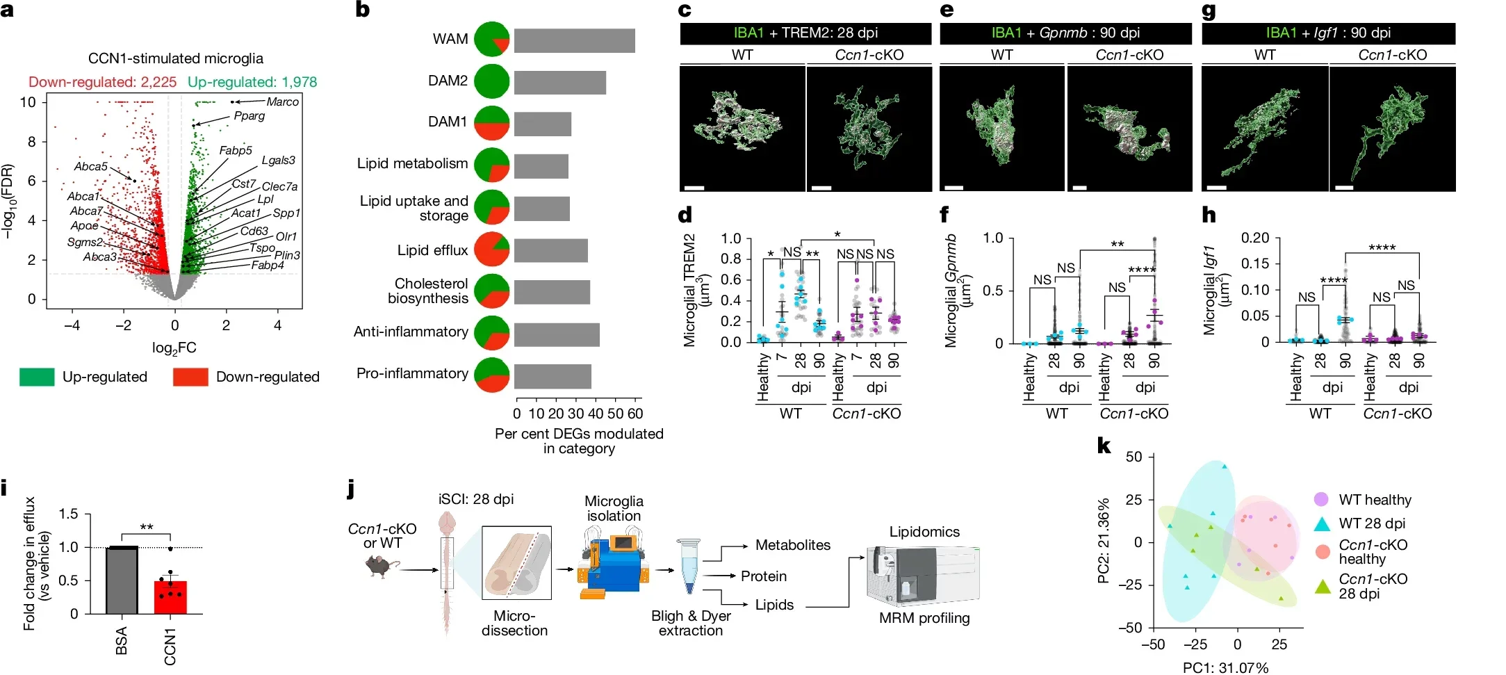 Astrocyte CCN1 mediates lipid metabolism reprogramming in debris-clearing microglia.