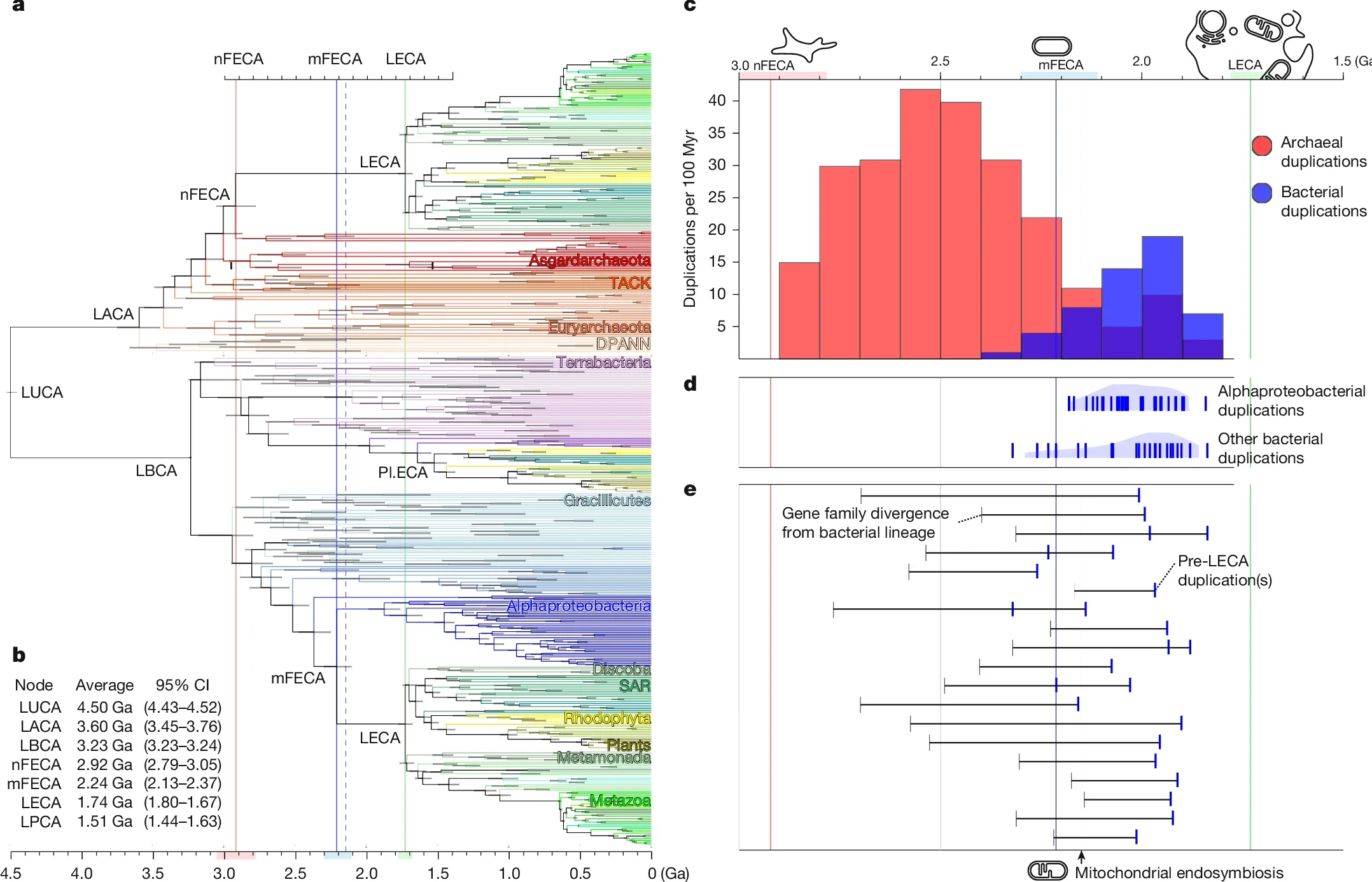 Time-resolved species tree and gene duplications by prokaryotic origin.
