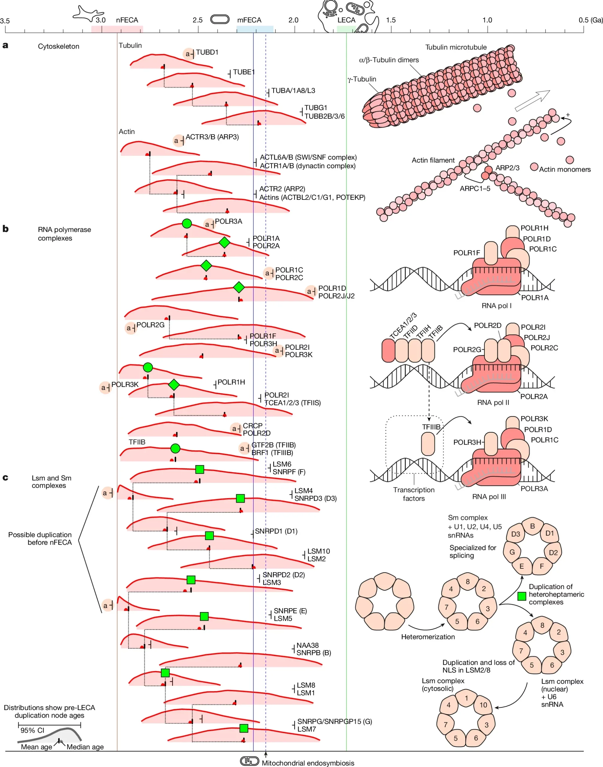 Key gene duplications defining the cytoskeleton and nuclear compartment.