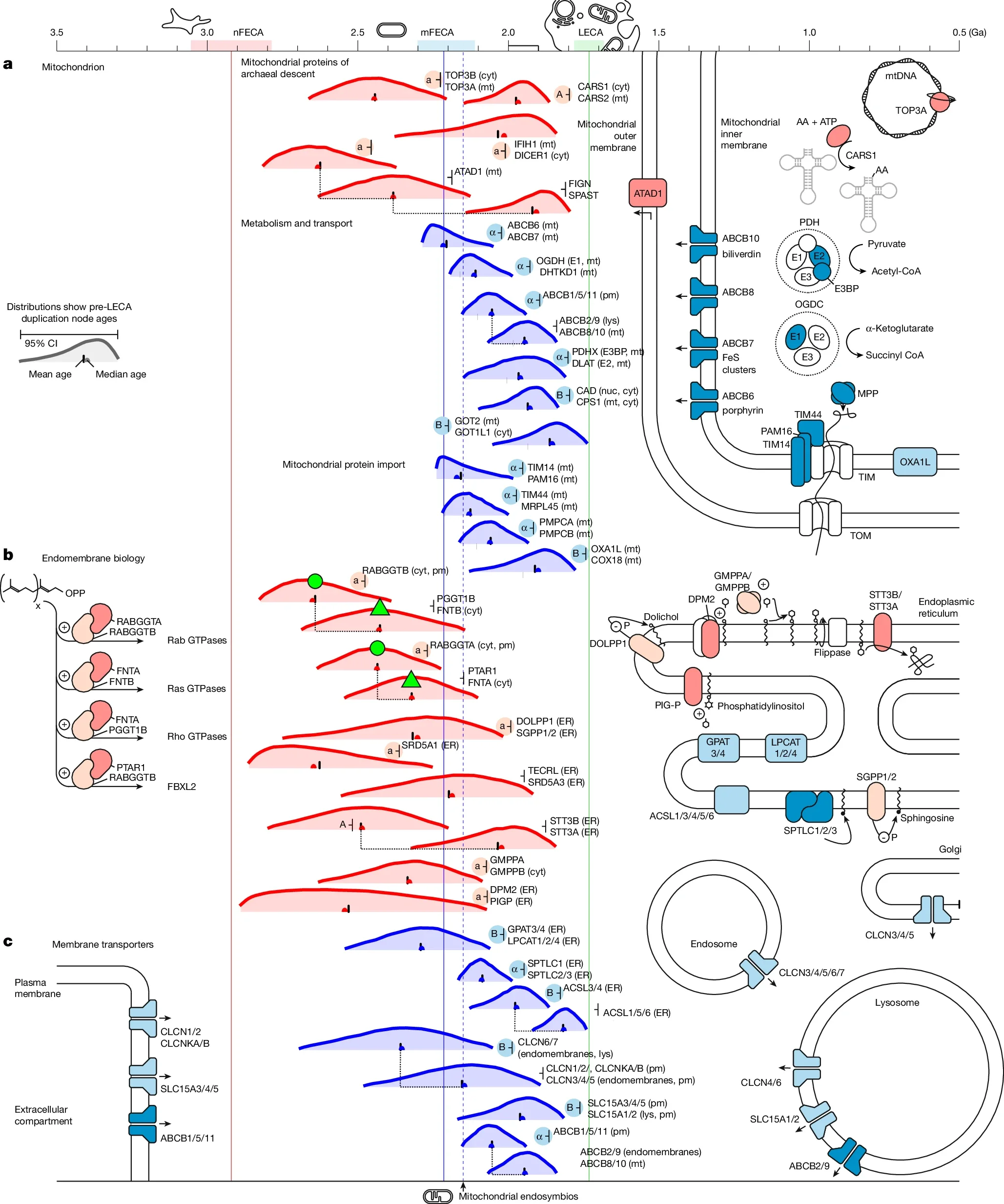 Pre-LECA duplications in the mitochondrion and in endomembrane biology.