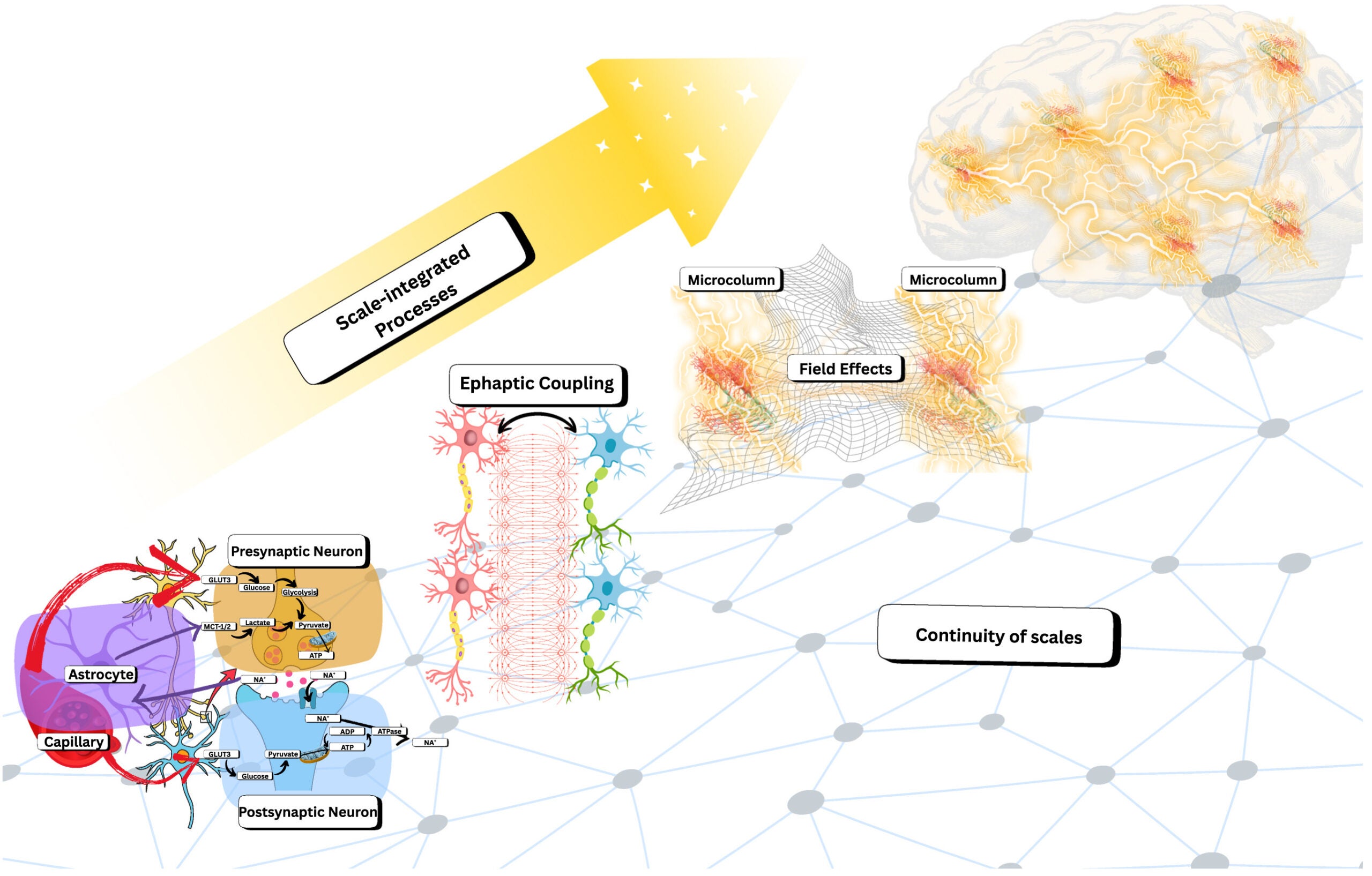 Continuous, Scale-integrated Biological Computation. Here, we illustrate how neural processes are embedded in continuous, substrate-dependent dynamics that span multiple scales. 