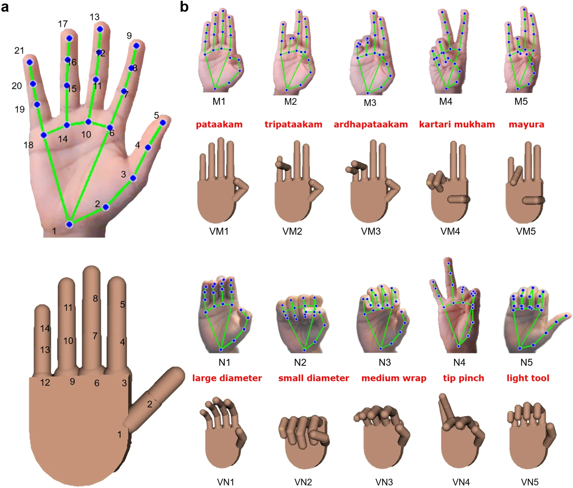 (a) Twenty-one hand-knuckle landmarks obtained from MediaPipe hand landmark model, and their corresponding anatomical areas are illustrated on the left side image. (b) The first five hand gestures recognized through MediaPipe from mudras and natural grasps dataset is illustrated here. Their corresponding virtual hand model obtained by applying Gaussian function to 14 joint angular velocities is shown below them. 