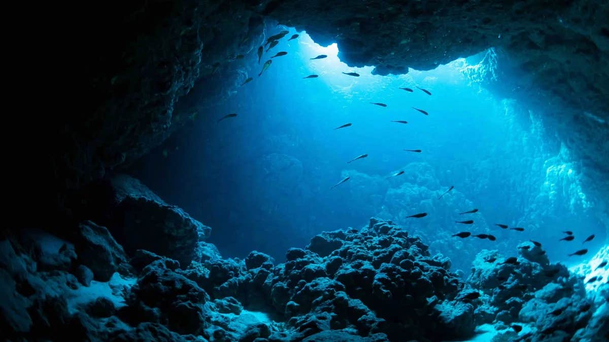 New research shows more than 20% of the global ocean has darkened in 20 years, shrinking vital sunlit habitat for marine life.