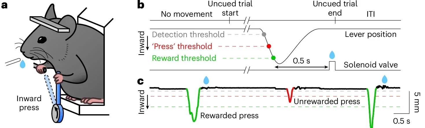 Vigorous execution of self-paced movements requires contralateral DA.