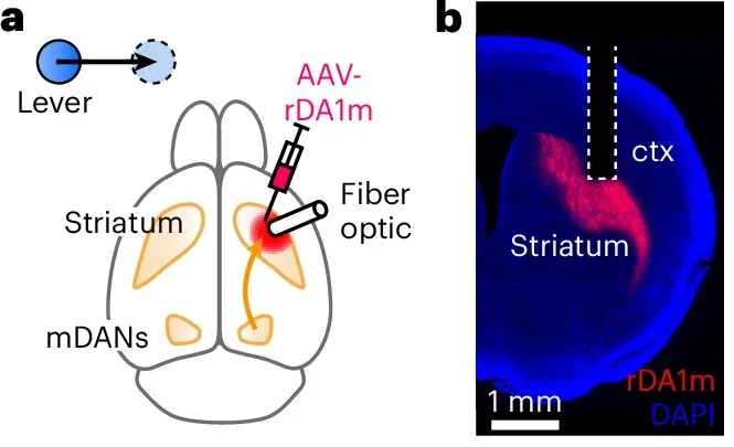 Striatal DA is required for the production of vigorous movements.