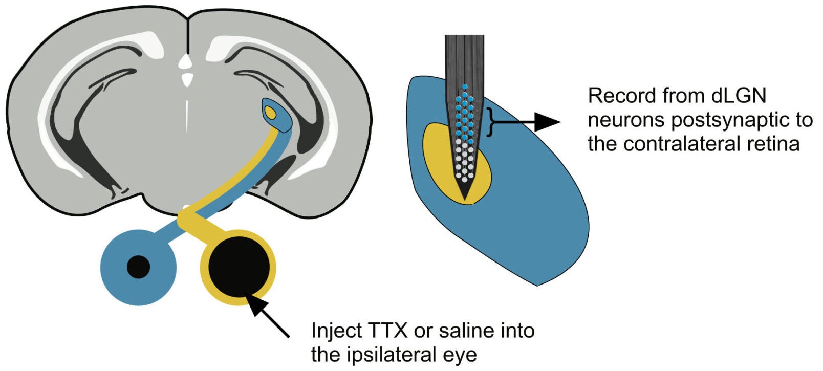 Schematic of experimental design. TTX was injected in one eye, and single-unit recordings were performed 2 h later in the dLGN ipsilateral to the injected eye.