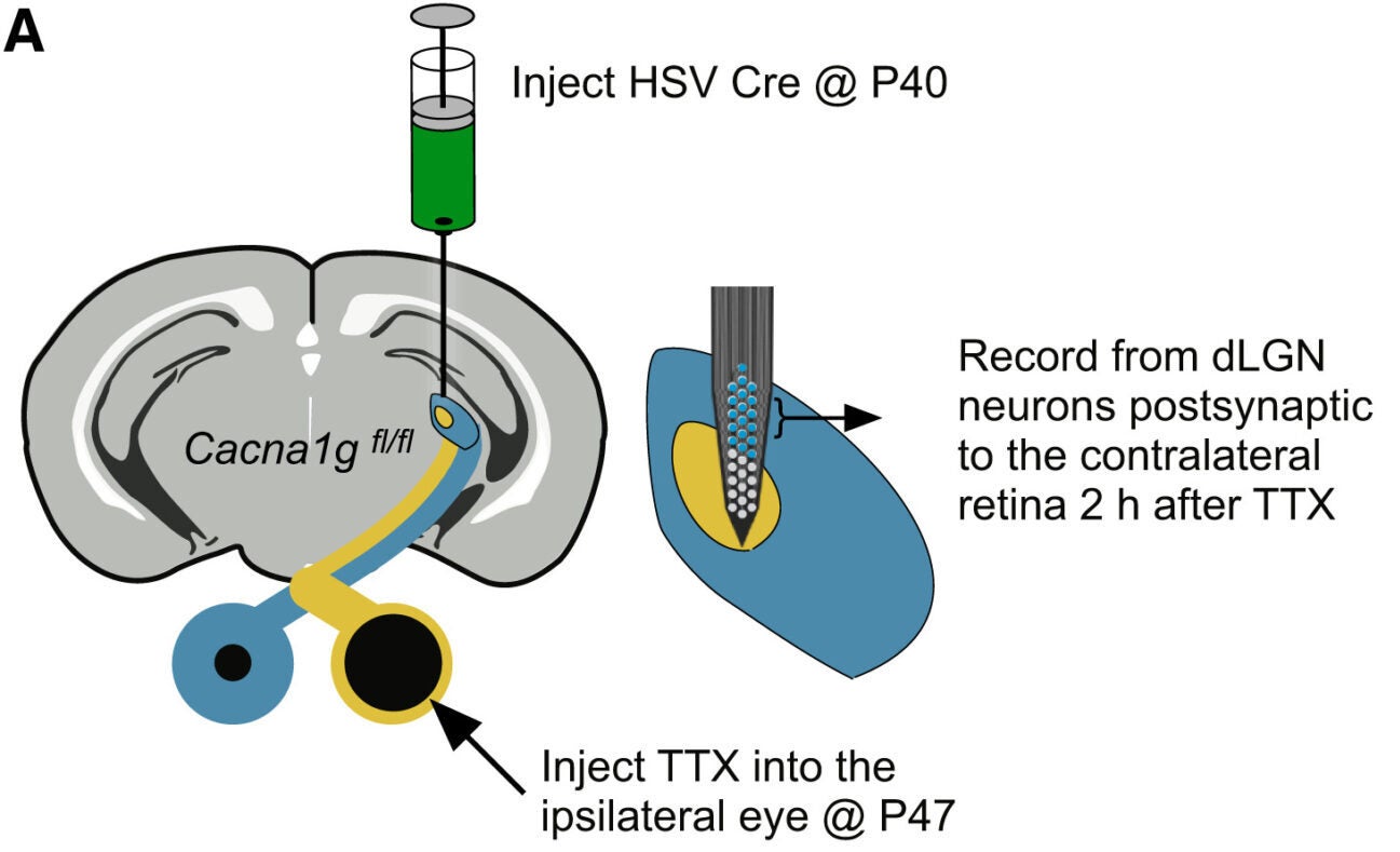 HSV-Cre was injected into the left dLGN at postnatal day (P)40. After 1 week of recovery, TTX was injected into the left eye 2 h prior to dLGN recordings, during which units responsive to contralateral-eye stimulation were analyzed.