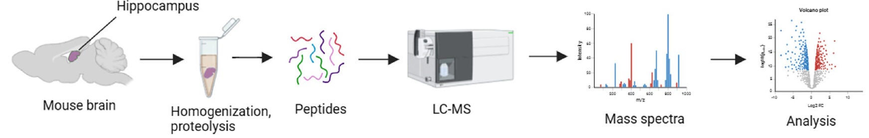 Brains from 6-mo-old WT and Cth−/− mice were harvested, hippocampi were microdissected and snap-frozen. Samples were prepared for proteomics analysis using the S-Trap method and subjected to LC–MS analysis. 