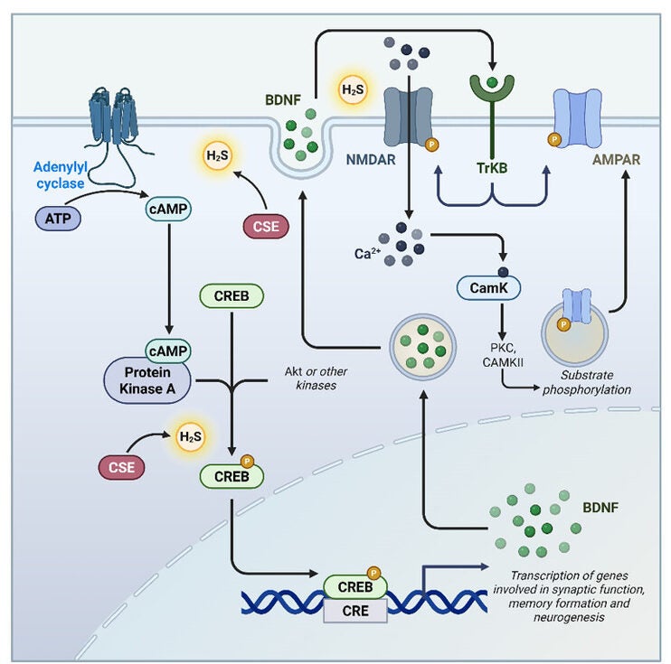 Model for processes contributing to learning and memory deficits. cAMP-response element binding protein (CREB), a key transcription factor involved in learning and memory formation may be activated through multiple pathways.