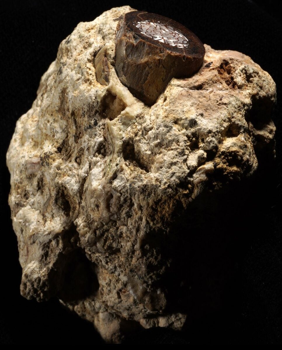 Metabolites preserved in fossil bones reveal ancient diets, diseases, and habitats