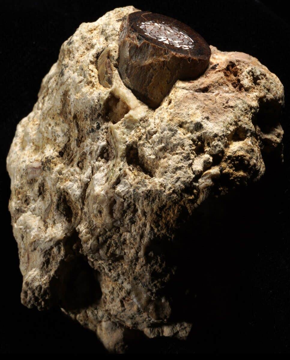 Antelope bone fragment in rock from the 3-million-year-old early human site, Makapansgaat (South Africa).