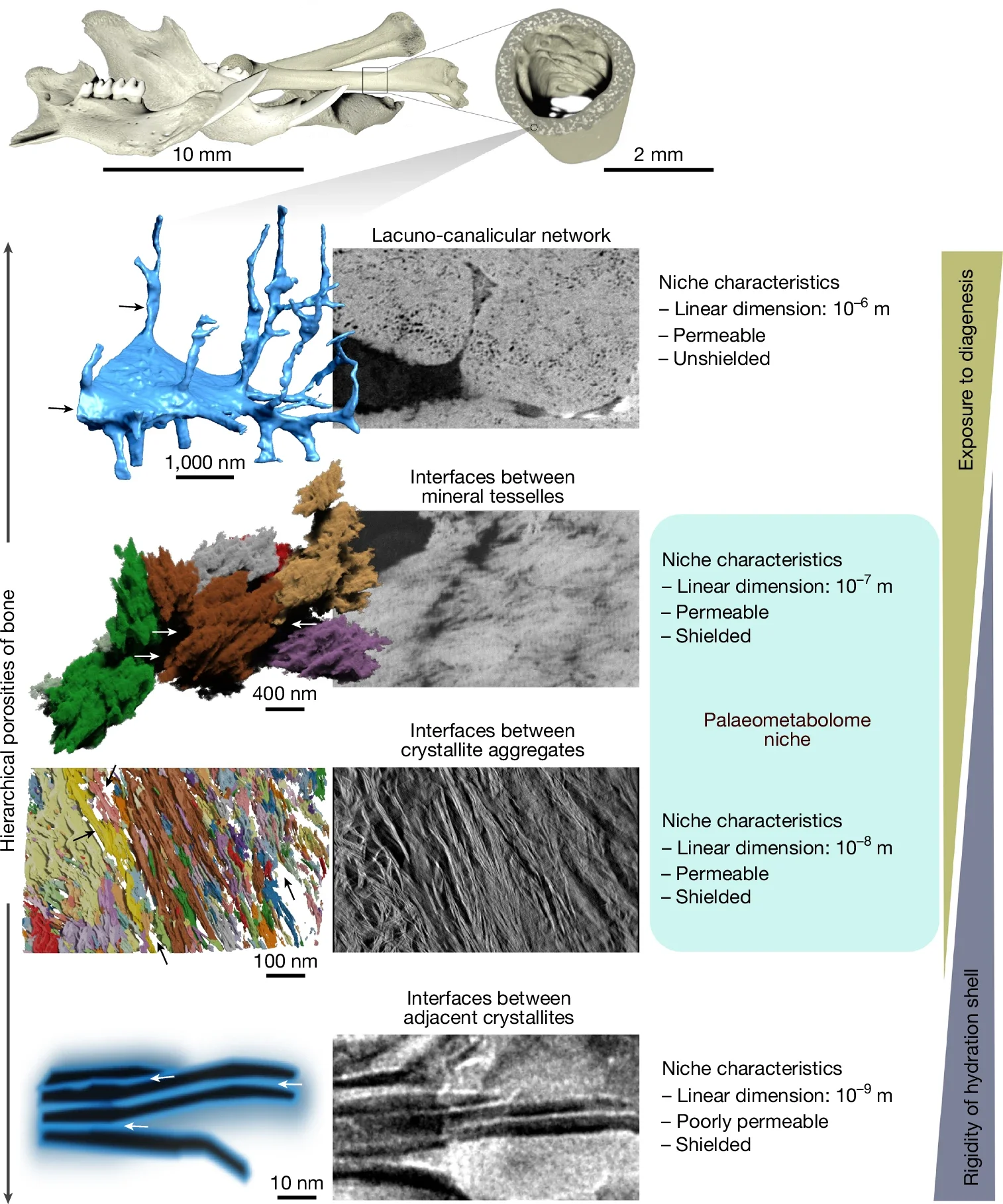 Bone ultrastructure and metabolite niches. Within the hierarchical porosities of mineralized tissues, the niche that is suitable for palaeometabolome preservation is both permeable for transudate and shielded from diagenesis. 