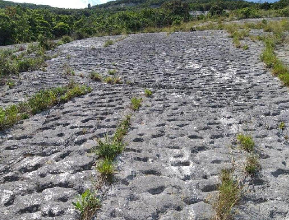Climbers found ancient footprints on Italy’s cliffs. Scientists say they show a panicked turtle rush during an earthquake, preserved for 80 million years.