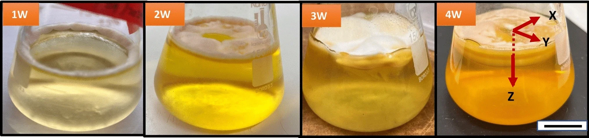 Weekly progression of M. marquandii growth on PDB under stationary liquid fermentation over 4 weeks. The coordinate system used in this study is shown on the 4-week (4W) image (scale bar = 1 cm). 