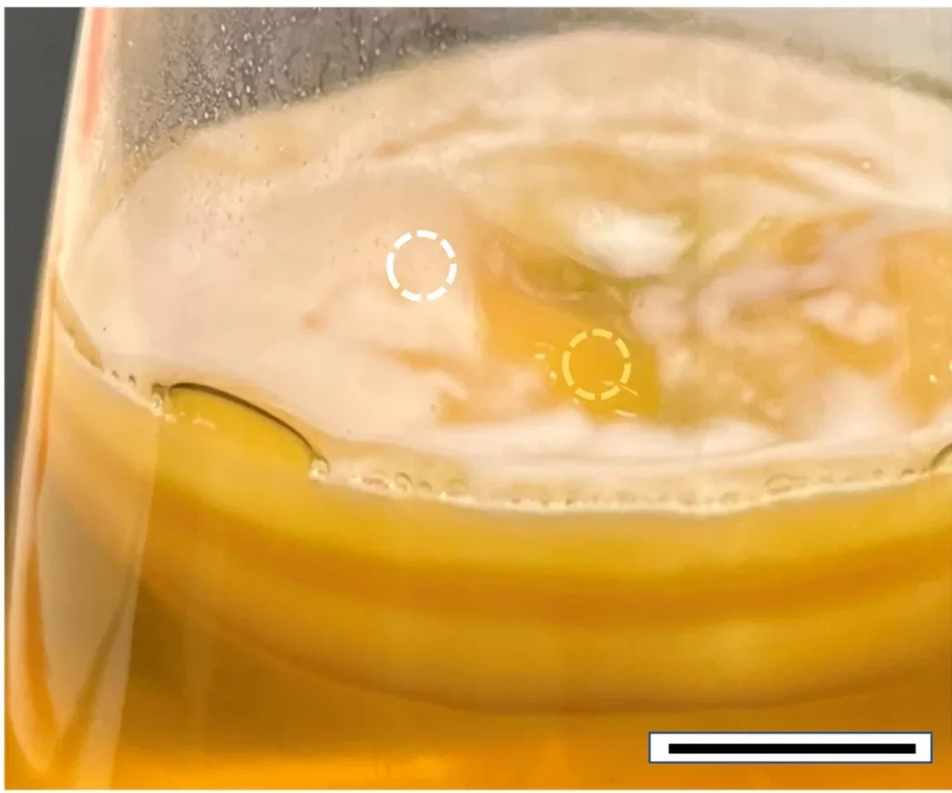 Mycelium-hydrogel grown for 4 weeks with highlighted circles