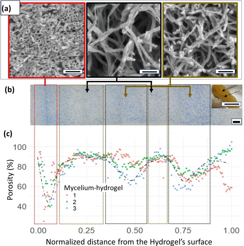 (a) SEM micrographs for different regions of the grown mycelium-hydrogel for 4 weeks, (b) 4-week-old mycelium-hydrogel optical microscopy section with dotted colored rectangles indicating different regions of varying porosity, (c) scatterplot of the measured porosity vs. distance from the surface for 4-week-old mycelium-hydrogel.