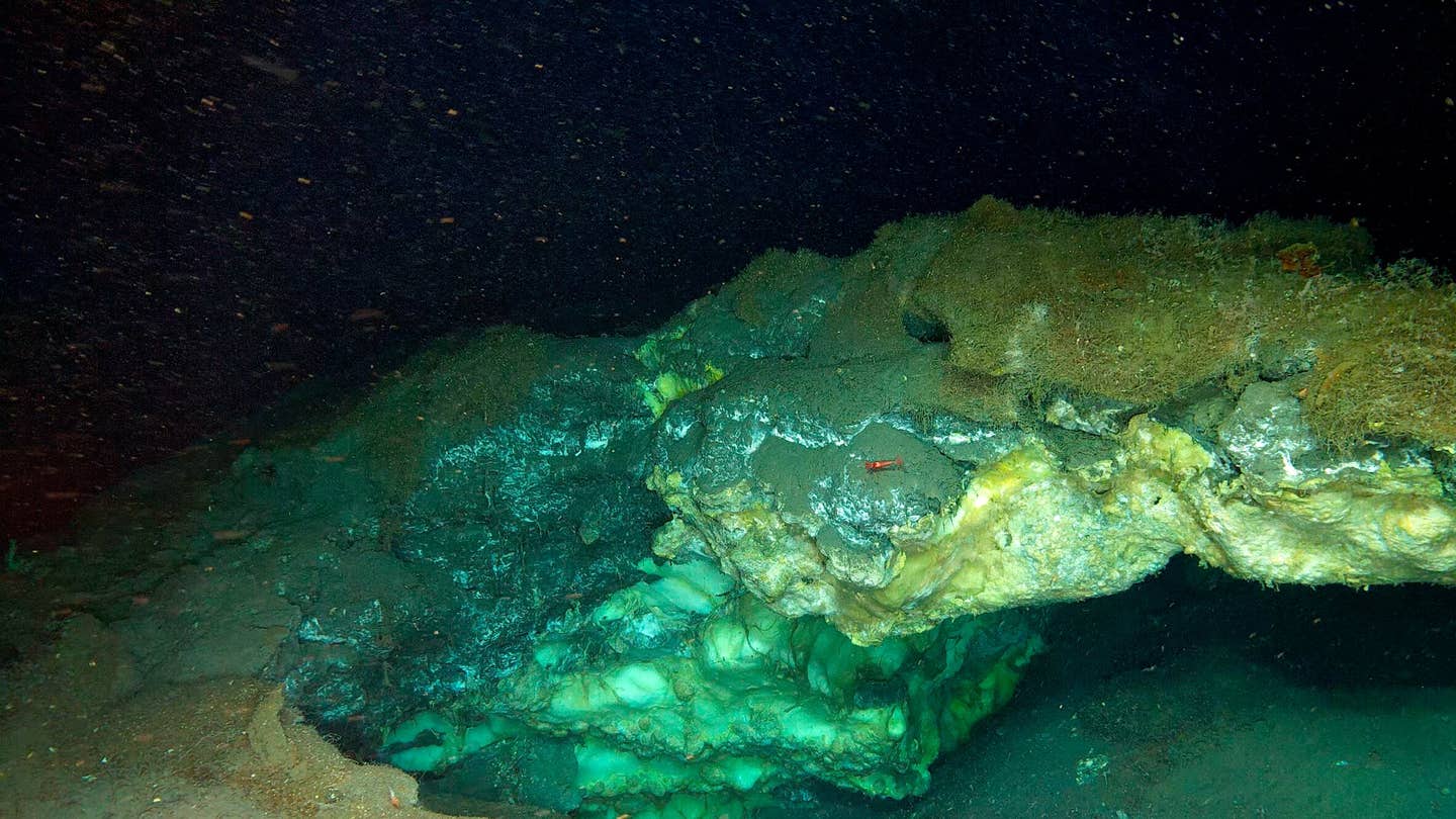 ROV image of a partially collapsed gas hydrate mound in the Molloy Deep (Freya mounds), where exposed gas hydrates are visible beneath sediment cover. The mound hosts dense fields of frenulate worms (Sclerolinum spp.), with associated crustaceans and small carbonate crusts.
