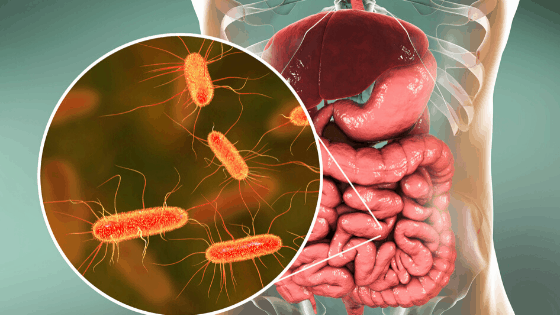 A molecule made by gut bacteria acts like a medicine, blocking a key immune trigger and improving blood sugar control in new research.