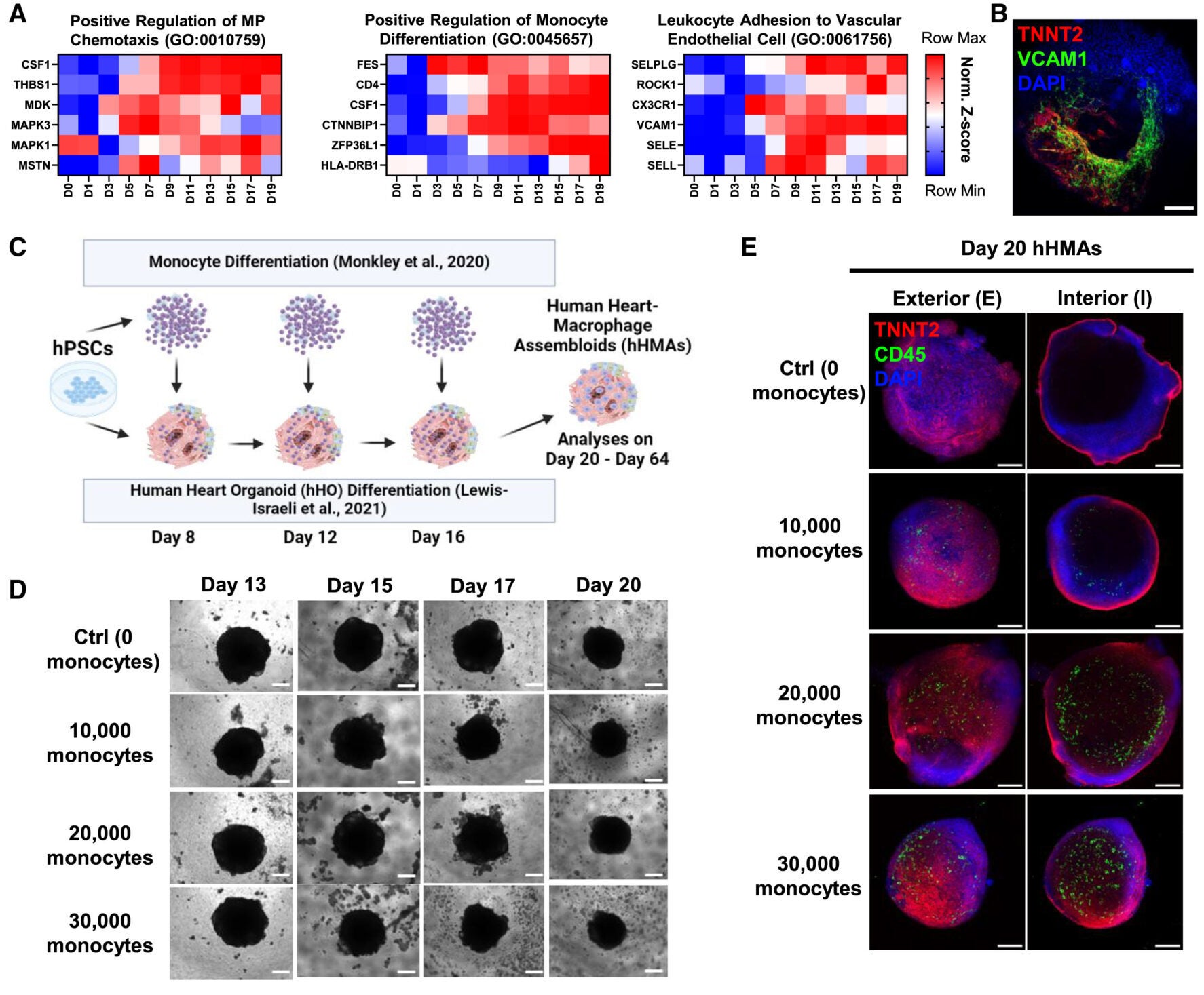 Autologous hPSC-derived yolk-sac-like embryonic monocytes efficiently integrate into hHOs