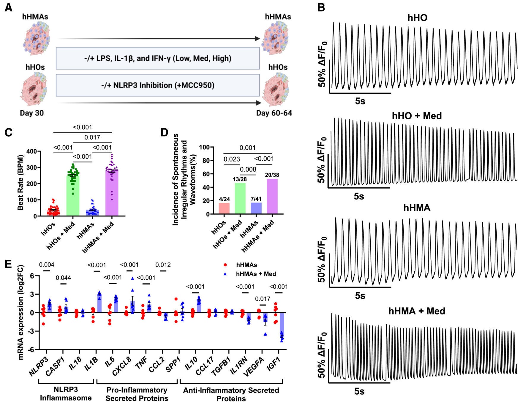 Cardiac TRMPs adopt a pro-inflammatory phenotype and accentuate atrial excitability with chronic NLRP3 activation