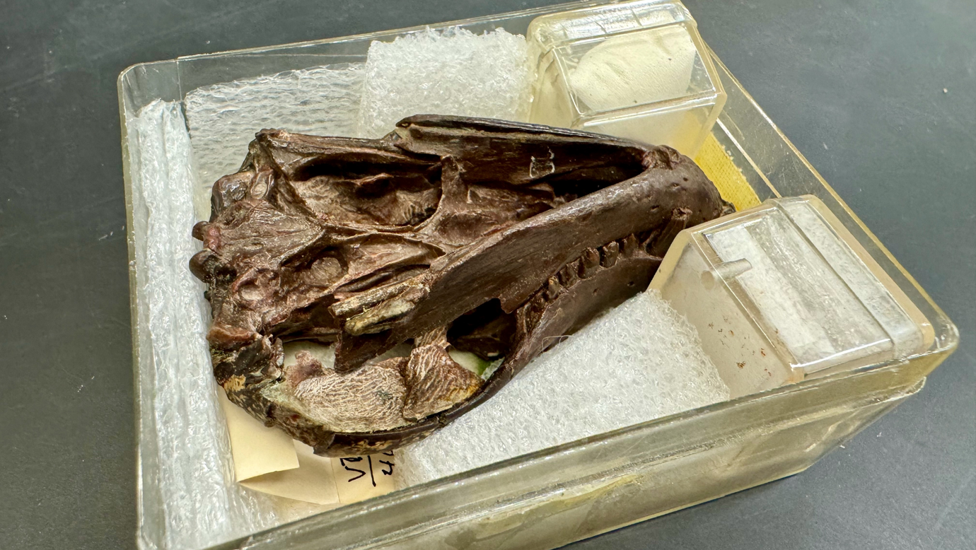 Fossil specimen of the Thrinaxodon skull and jaw used for the study.