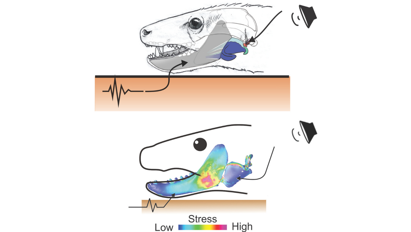 Simulations showed that sound waves applied to the eardrum of Thrinaxodon (top) would have enabled it to hear much more effectively than through bone conduction alone (bottom).