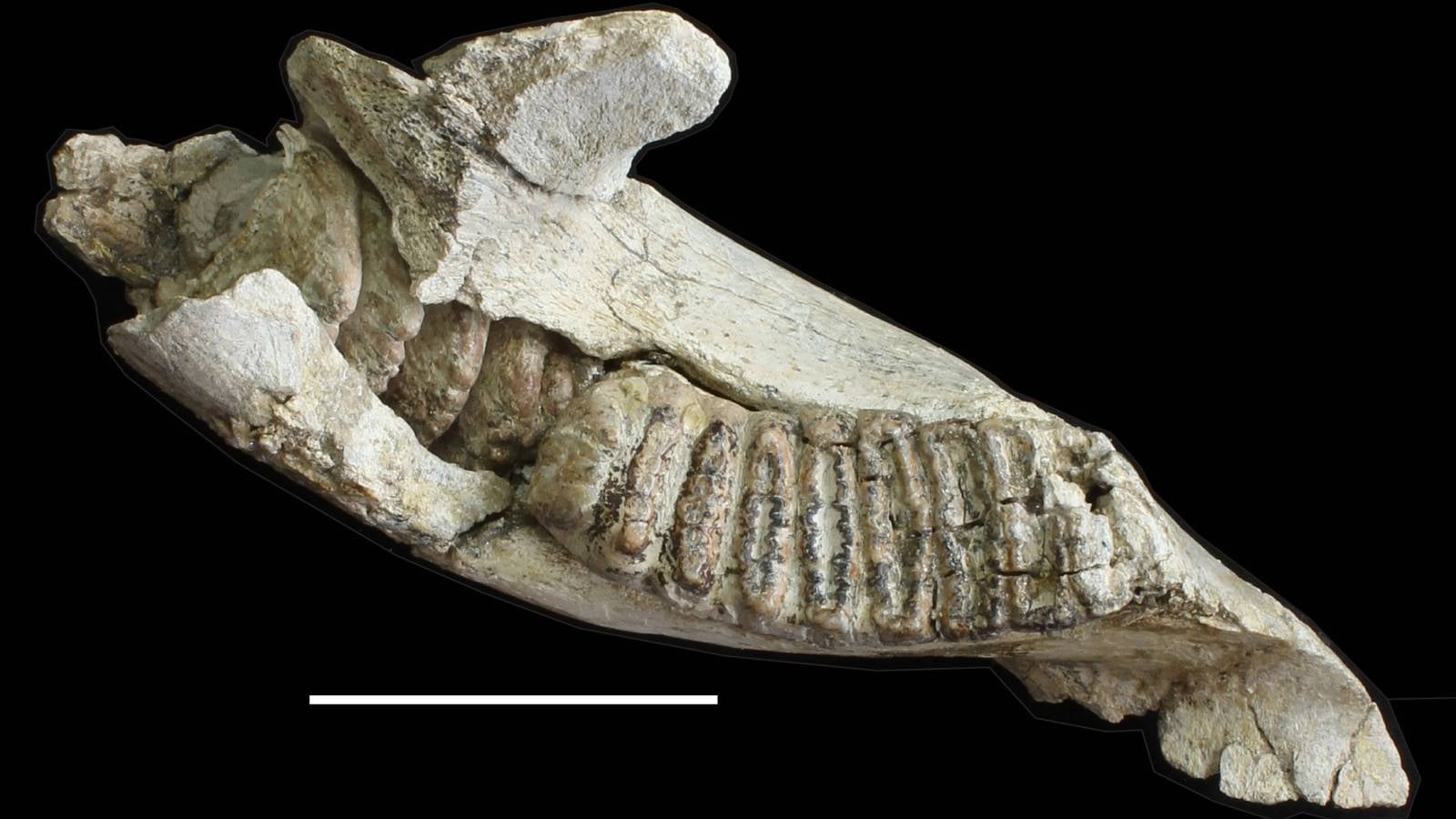 The jawbone and ridged molar of an adult Stegodon florensis, the larger-bodied ancestor of the pygmy Stegodon florensis insularis at Liang Bua. This fossil specimen is from the Mata Menge archaeological site in the So’a Basin, about 80 km east of Liang Bua, and dates to about 700,000 years ago.
