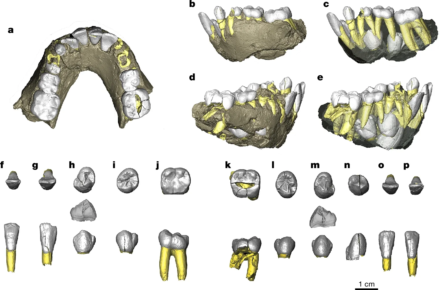 Micro-CT scan rendering showing the occlusal view of the mandible. Tooth crowns are shown in white and preserved roots in yellow.