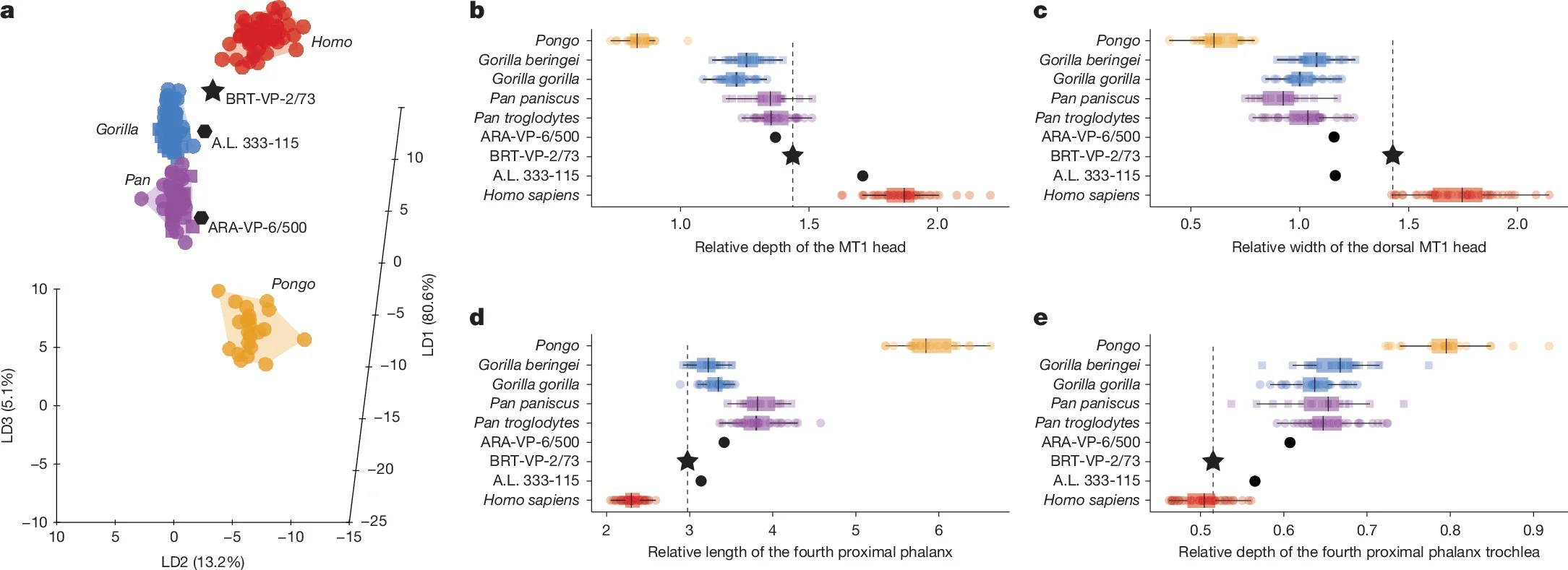 Multivariate analysis of foot morphology in early hominins.