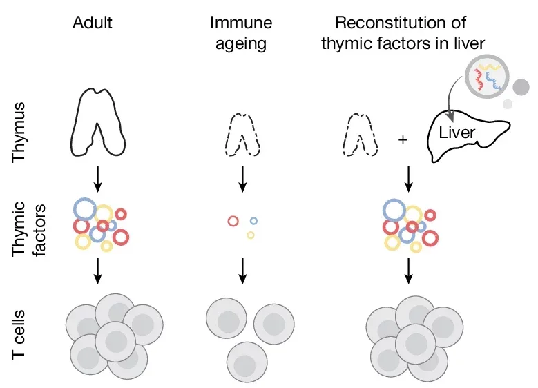 Overview of the approach to restore age-declining immune trophic cues by hepatic expression of Dll1, Flt3l and Il7 mRNAs.