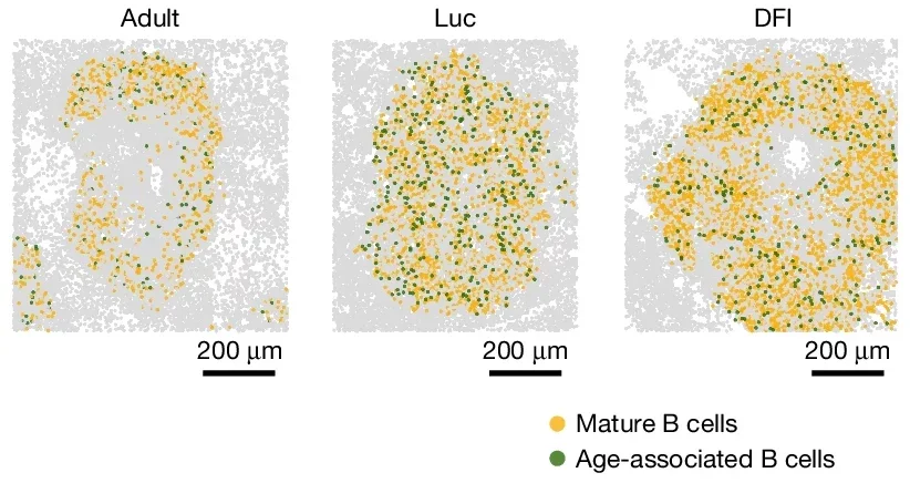 Spatial STARmap projections of splenic B cell subtypes.