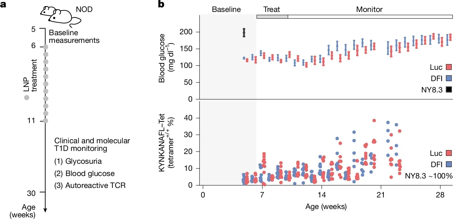 Experimental design to evaluate autoimmune risk in NOD mice receiving DFI or control (Luc) mRNA–LNPs.