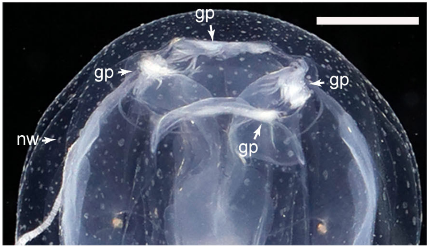 Oblique top view, showing nematocyst warts and gastric phacellus, living specimen, paratype TMBC030992