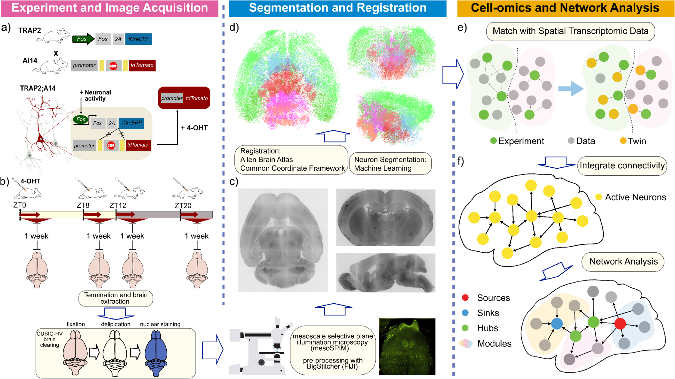 Overall framework to identify, digitize, and analyze the active neurons or networks in the mouse brain.