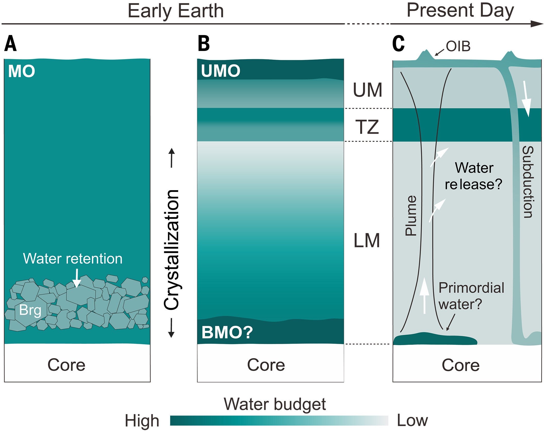 Evolution of water in Earth’s mantle.(A) Water was partitioned into bridgmanite during magma ocean (MO) crystallization. (B) Initial water distribution in Earth’s solid mantle near the end of crystallization, with an upper magma ocean (UMO) and/or basal magma ocean (BMO) present. (C) Water cycling through plumes or subduction may have redistributed water from the early mantle, resulting in the present-day profile.