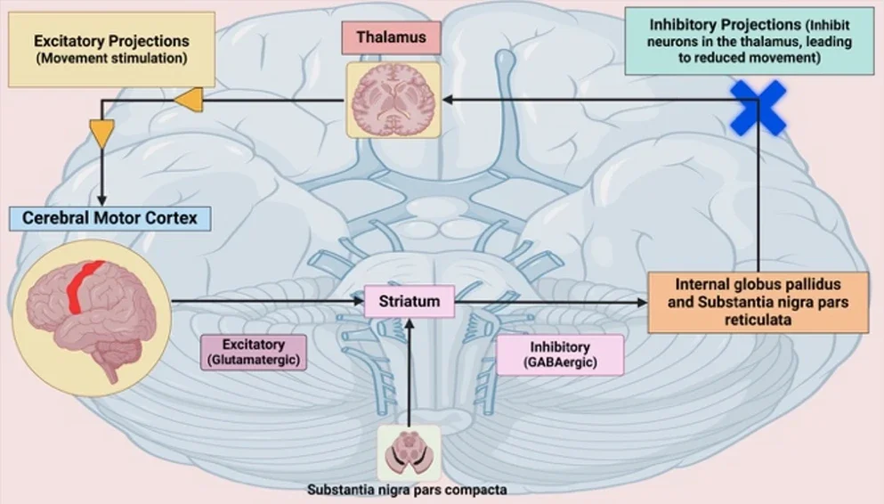 Simplified flowchart of Direct Pathway
