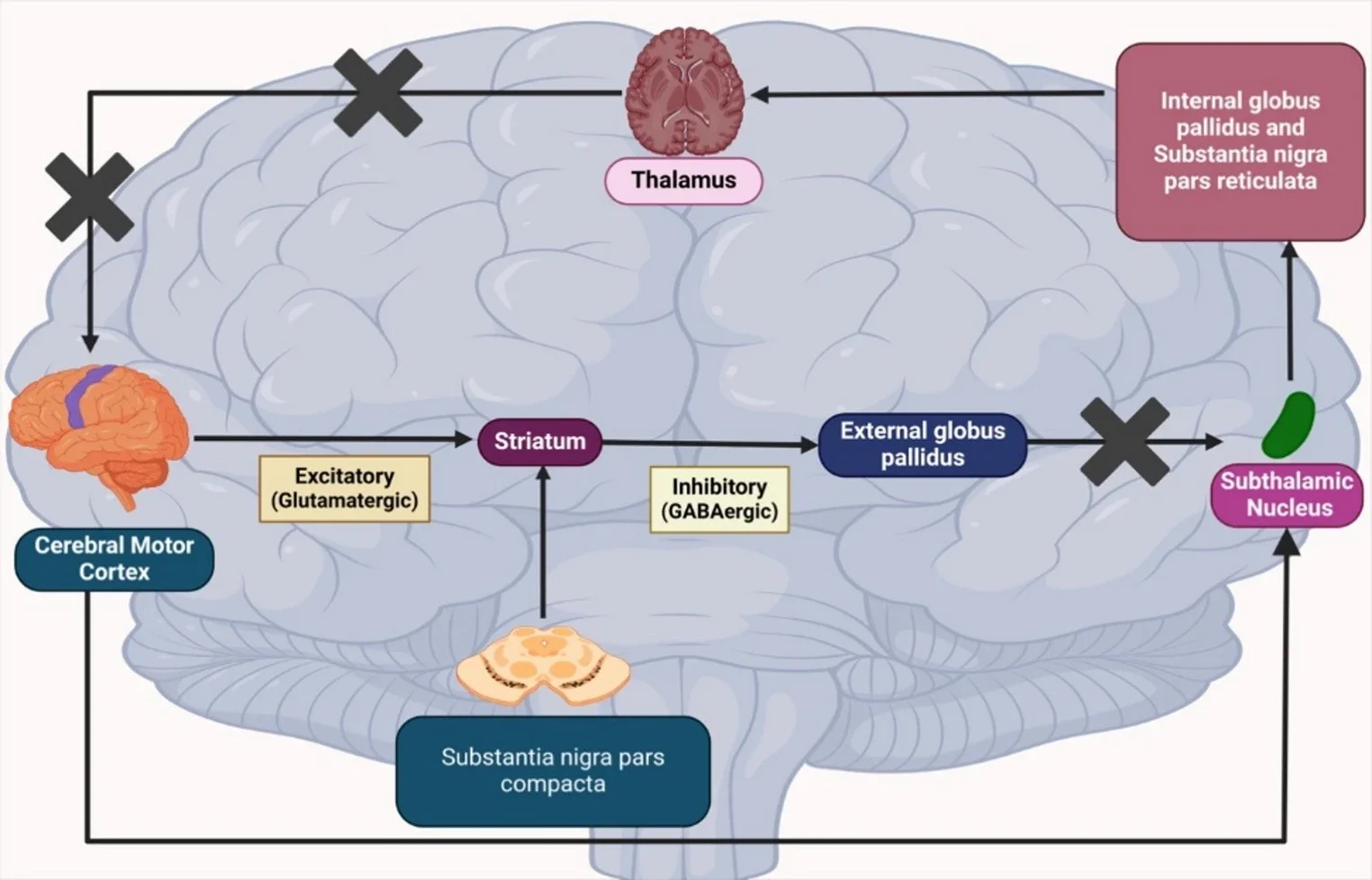 Simplified flowchart of the Indirect Pathway