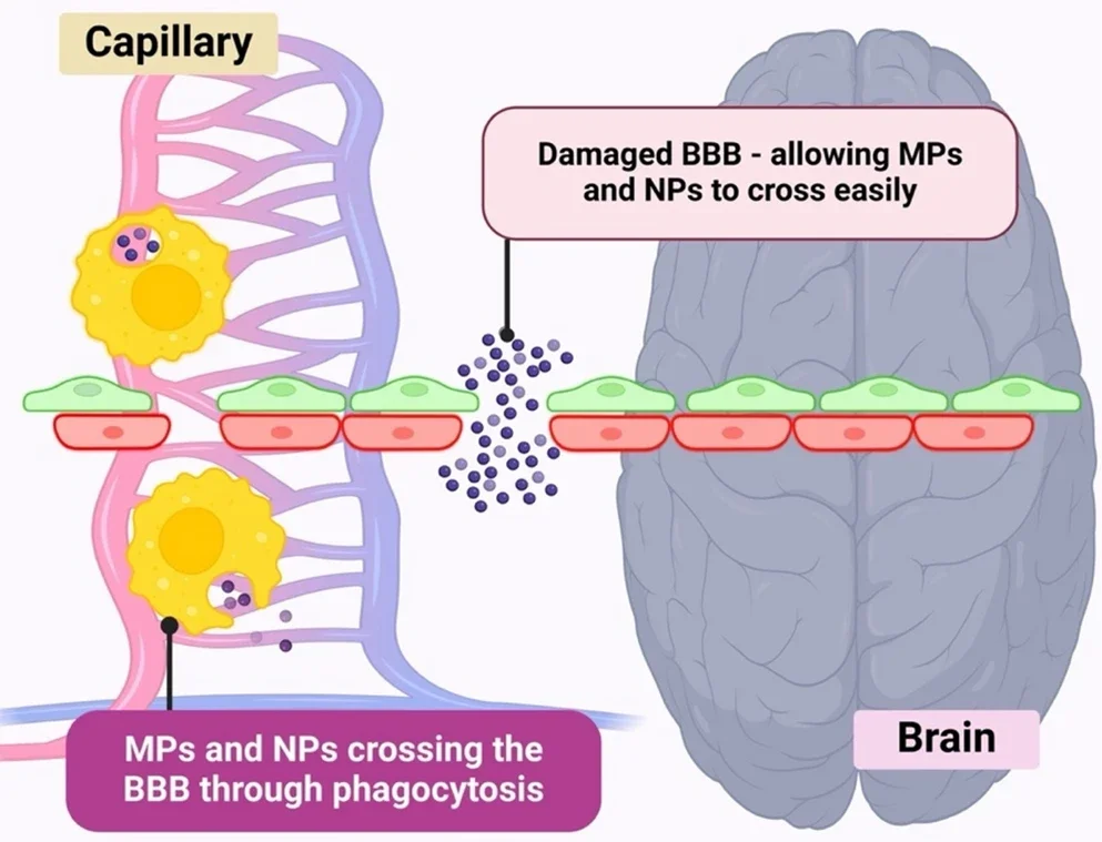 MP’s ability to cross the BBB through phagocytosis and BBB damage