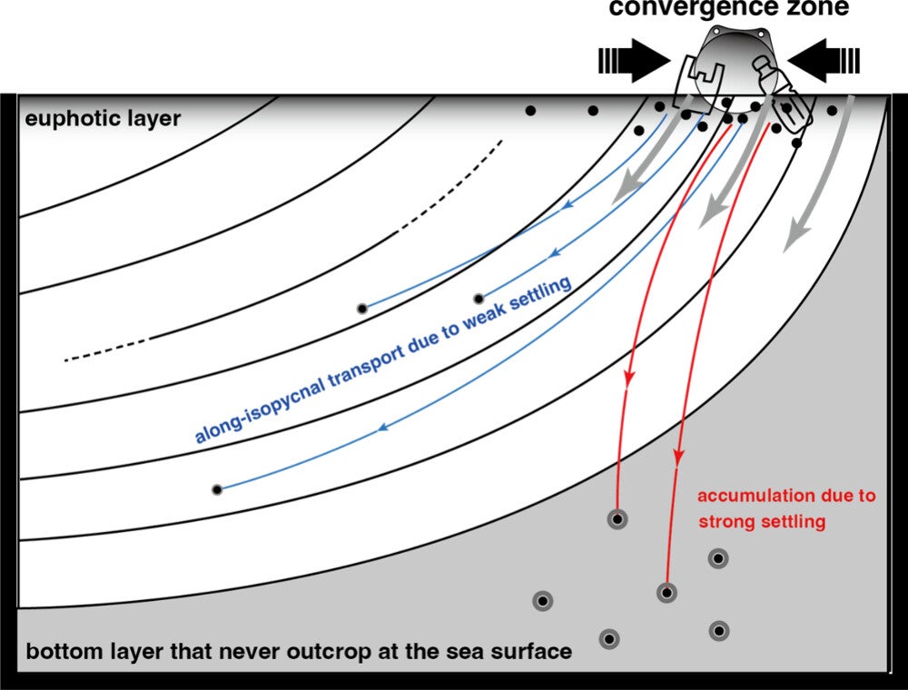 Schematic representation of two pathways followed by SMPs (particles) from the surface convergence zone after biofouling (particles surrounded by gray rings) in the euphotic layer. 