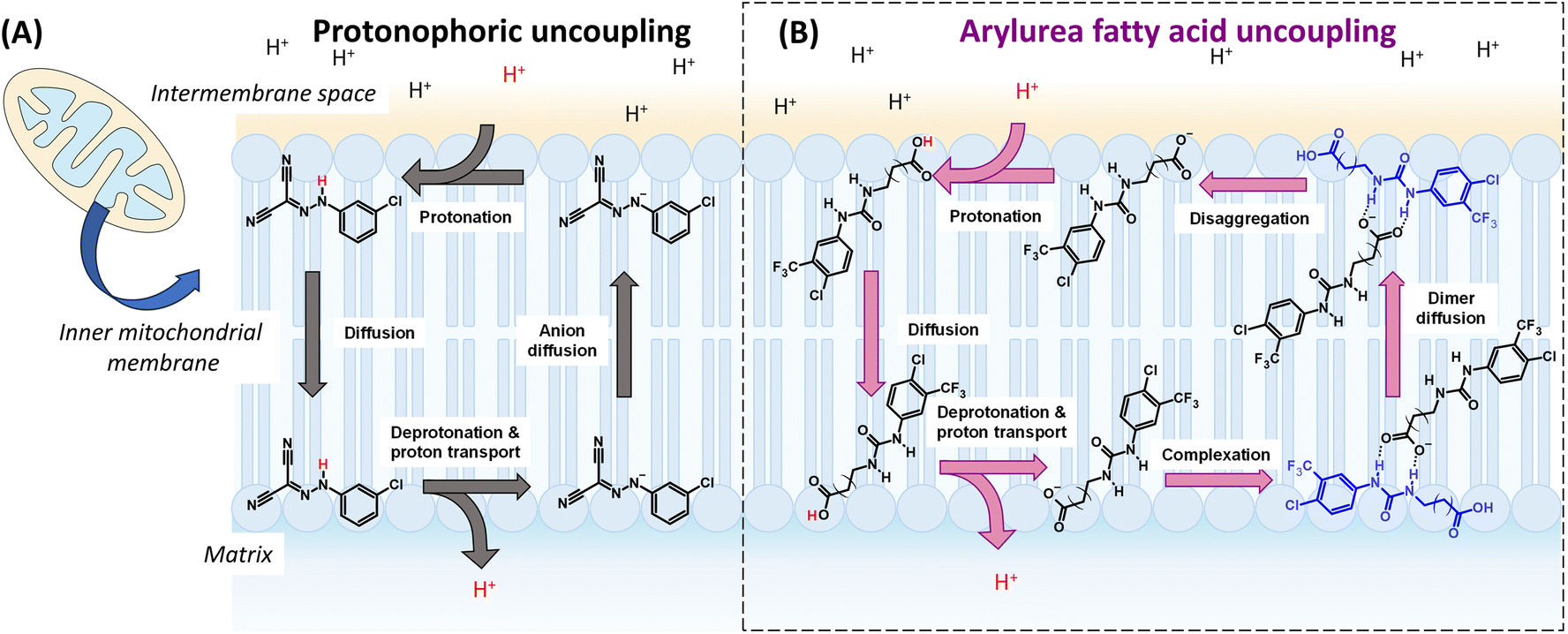 Transmembrane proton transport and mitochondrial uncoupling by classical protonophores and arylurea substituted fatty acids.
