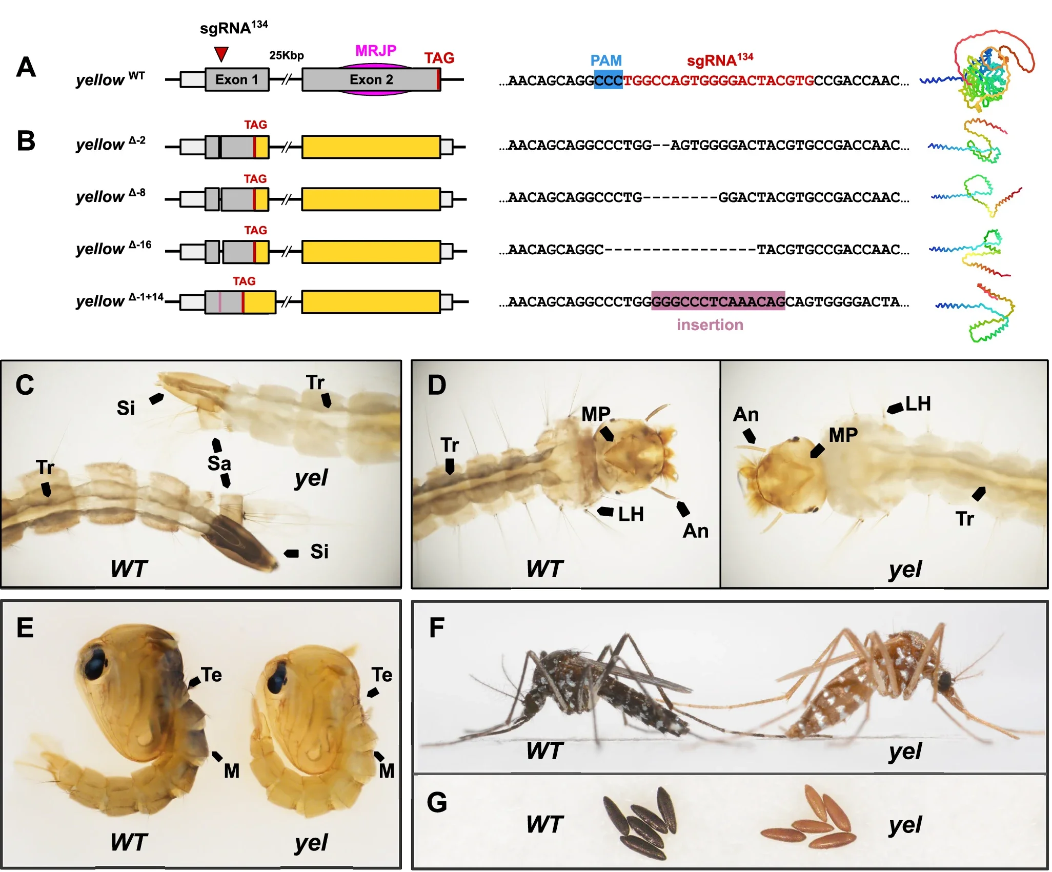 Characterization of the yellow mutant phenotype.