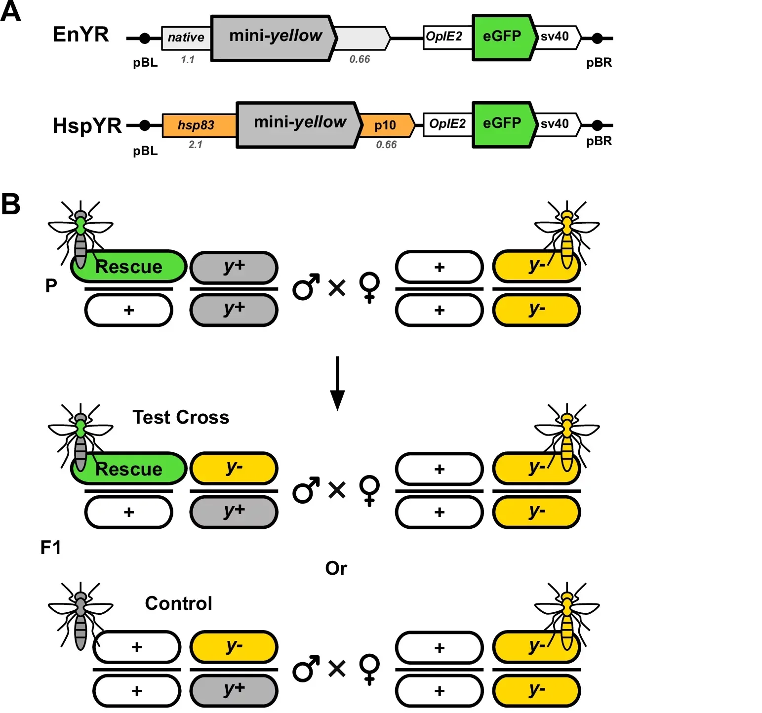 Transgenic mini-yellow restores mosquito pigmentation.