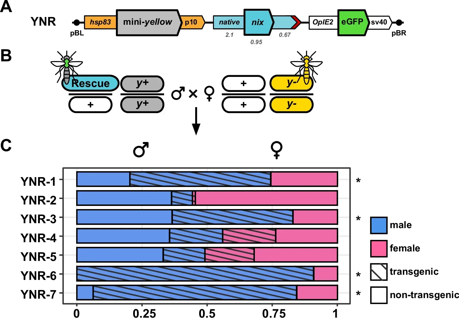 Combining mini-yellow rescue and sex conversion.