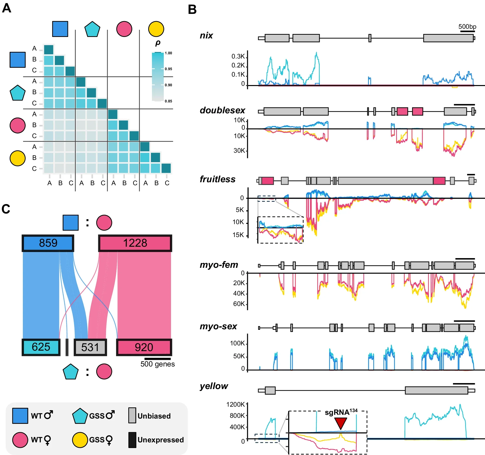 Sex-biased gene expression in sex-converted GSS pseudomales.