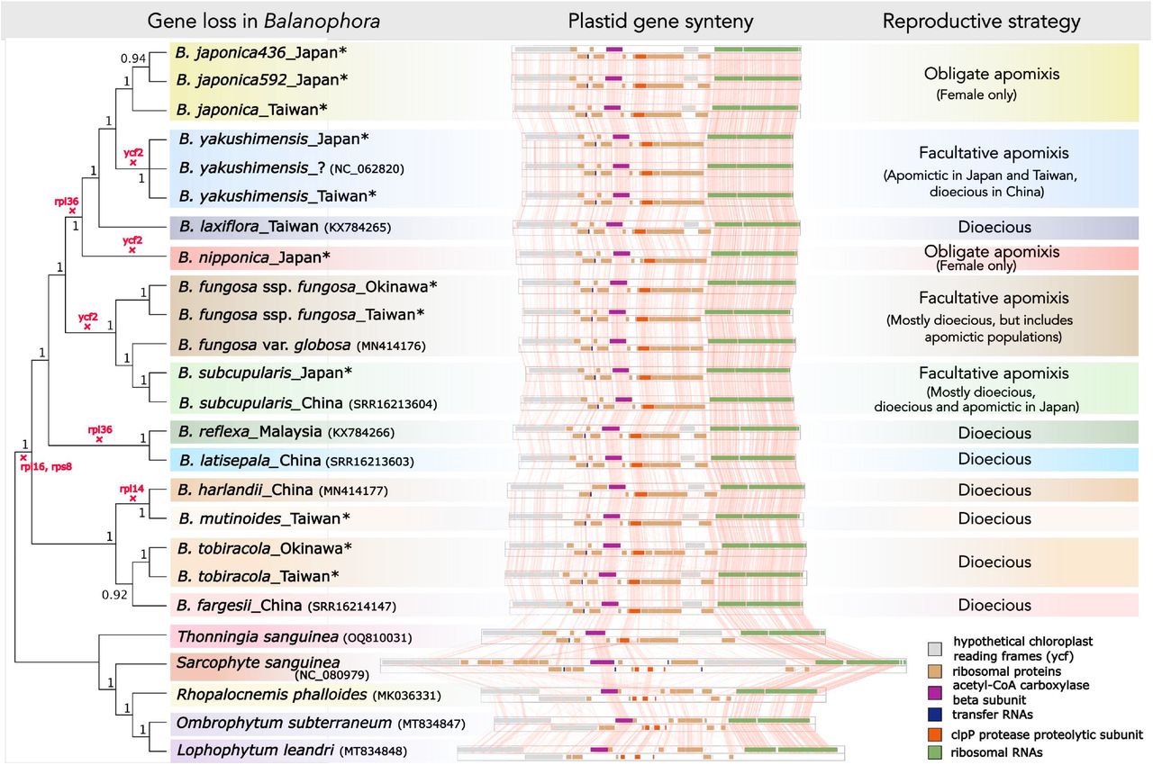 tBlastX alignment of whole plastid genomes of Balanophoraceae ordered according to their phylogeny and annotated with Balanaphara reproductive strategies.