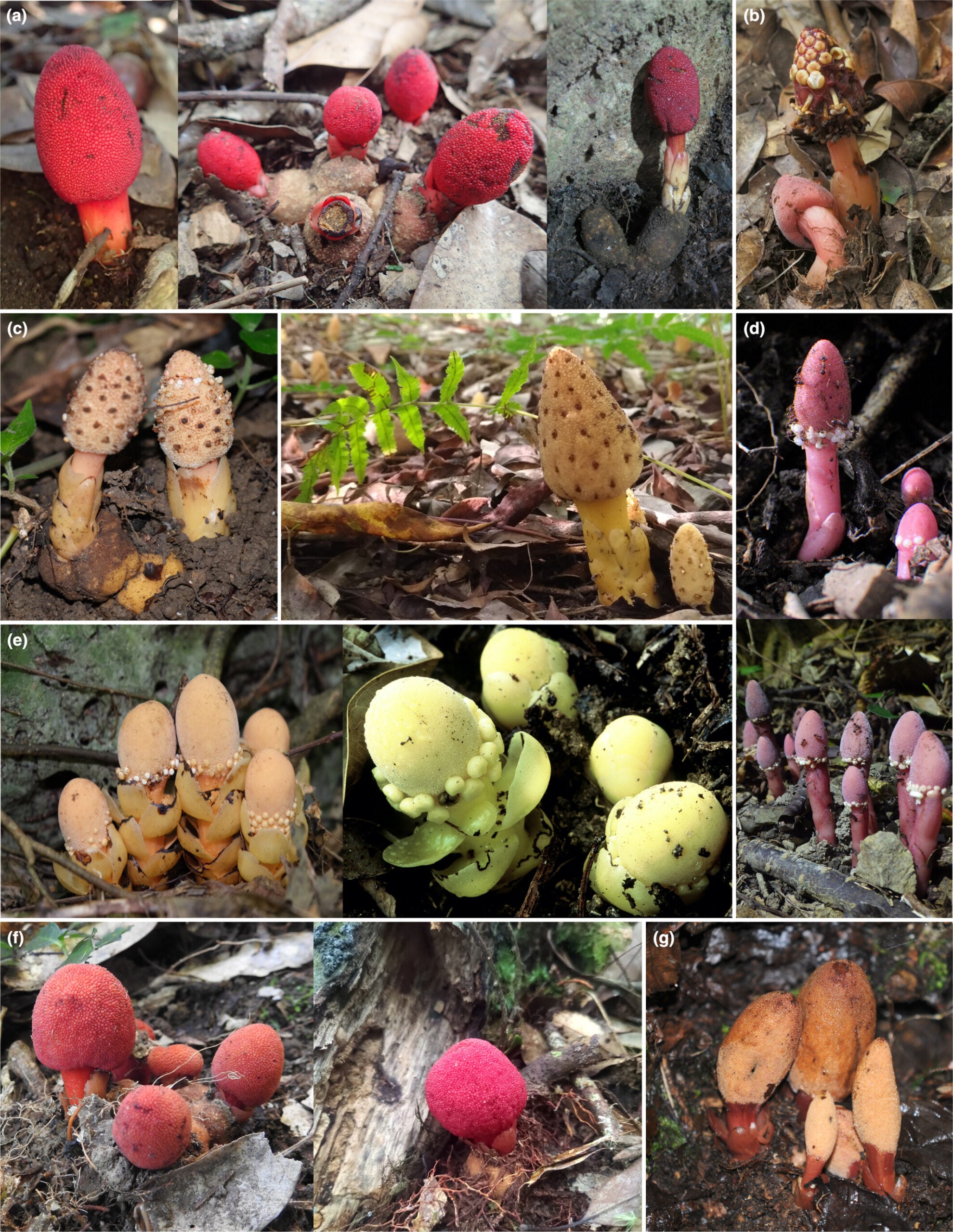 Photographs of collected Balanophora species. (a) Balanophora japonica (left and center: Kyushu, right: Taiwan), (b) B. mutinoides (Taiwan), (c) Balanophora kiiensis (left: Okinawa, right: Taiwan), (d) Balanophora amakusana (Kyushu), (e) Balanophora ryukyuensis (left: Okinawa, right: Taiwan), (f) Balanophora yakushimensis (left: Kyushu, right: Taiwan), (g) Balanophora nipponica (Honshu). 