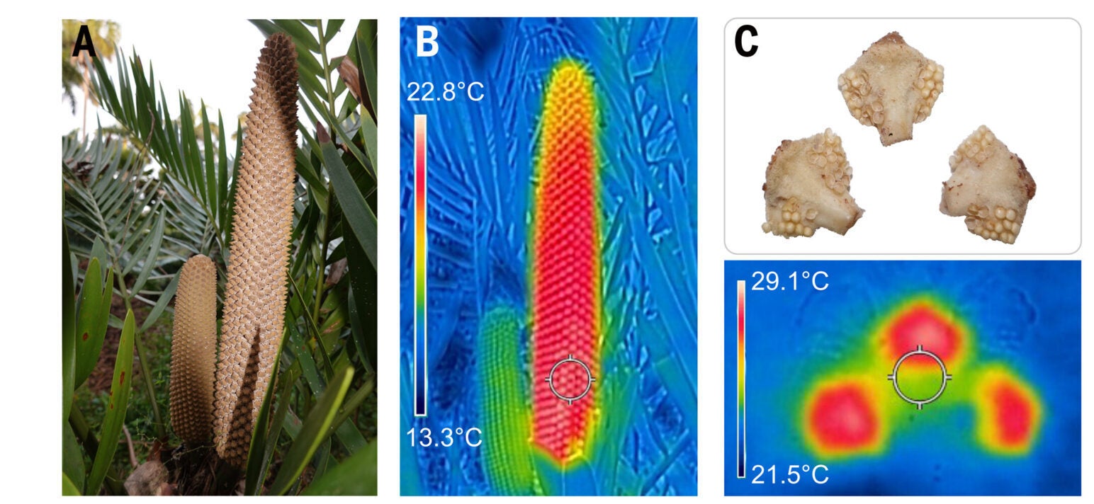 Thermogenic plants have mitochondrial adaptations to heat their reproductive structures during pollination.