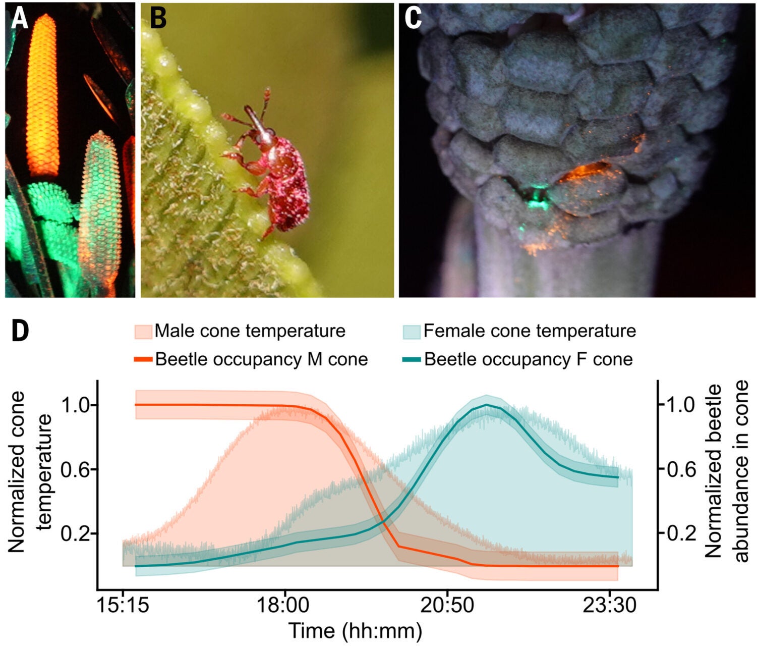 Thermal IR is a pollination signal for specialized beetle pollinators. (A) Male cones of the cycad Z. furfuracea releasing pollen marked with UV-fluorescent dyes to track beetle movement. (B) A beetle pollinator (R. furfuracea) covered in pollen and UV-fluorescent dyes while carrying pollen from male to female plants. (C) Female cone of Z. furfuracea showing marks of fluorescent dyes left by beetle pollinators during pollen transfer. (D) Beetle occupancy of male and female cones during thermogenesis.